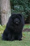 CHOW CHOW 804